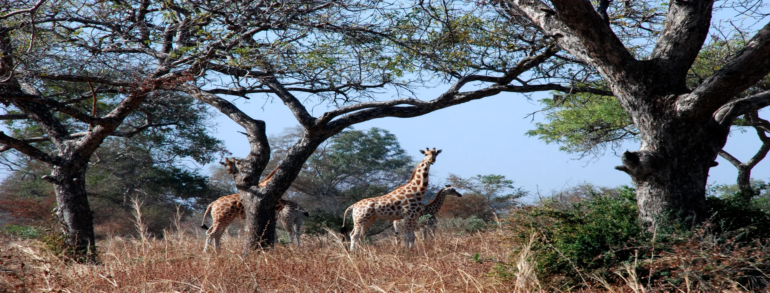 Image for Waza National Park Safari